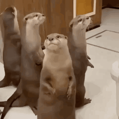 Otters Standing On Hind Legs Looking At Camera GIF