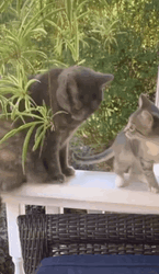 Outside Cat Fight GIF