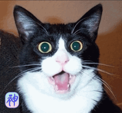 Owen Wilson Wow Cat GIF