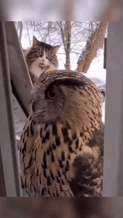 Owl And Cat Looking At Each Other Through Window GIF