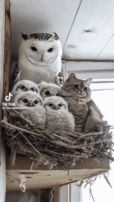 Owl And Cat Sitting In Nest GIF