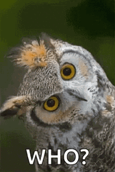 Owl Asking Who