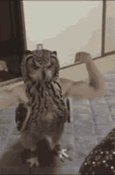 Owl Bird Flexing Muscle