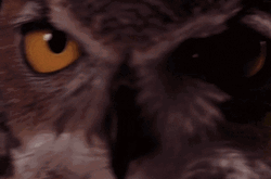 Owl Bobbing Head GIF