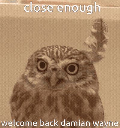 Owl GIFs