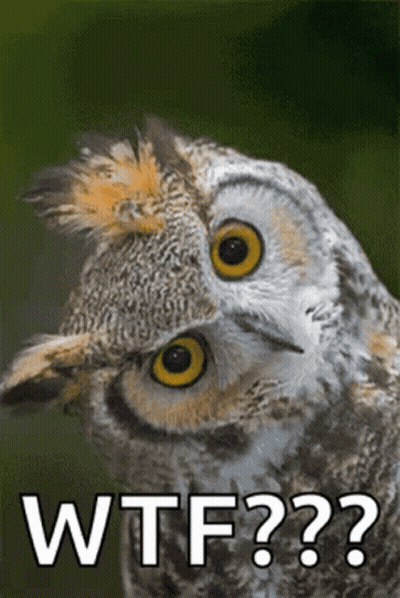 Owl Close Up Saying WTF GIF