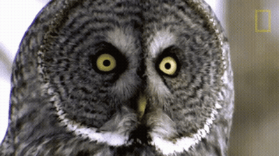 Owl Face Close Up With National Geographic Logo GIF