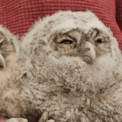 Owl Face Red Background GIF