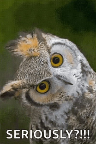Owl Face With Seriously Caption GIF