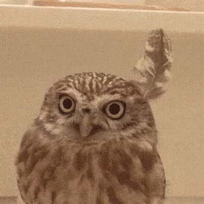 Owl Fluffing Feathers GIF