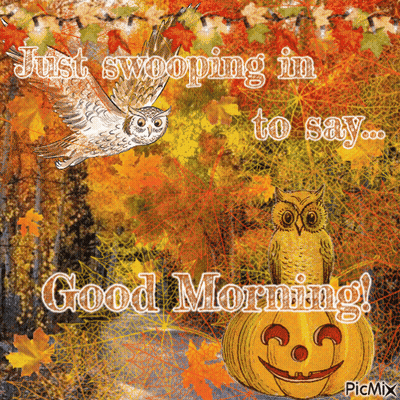 Owl Flying Over Pumpkin Swooping In To Say Good Morning GIF