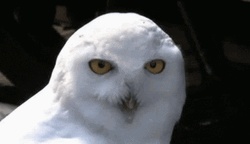 Owl Getting Surprised