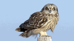 Owl Go Shorty It's Your Birthday GIF