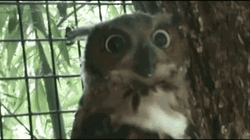 Owl Hyperventilating GIF