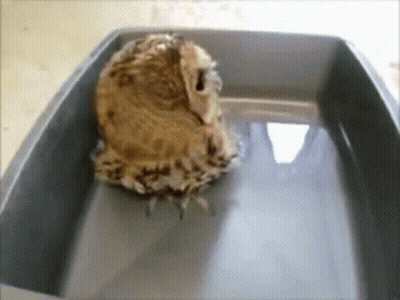 Owl In Gray Container With Water GIF