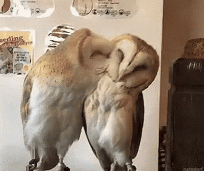 Owl Kiss GIF