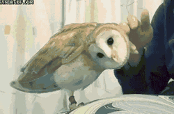 Owl Likes Petting