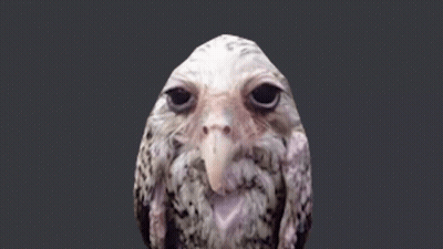 Owl Long Beak Gray Background GIF
