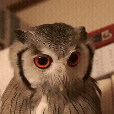 Owl Looking At Camera With Calendar GIF