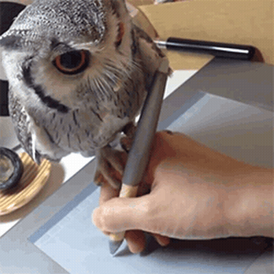 Owl Looking At Person Writing On Tablet GIF