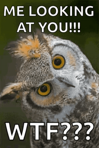 Owl Looking At You Wtf GIF