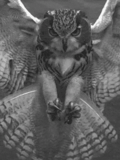 Owl Mascot In Red Florida Atlantic University Shirt GIF