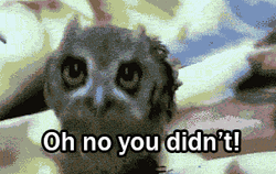 Owl Oh No You Didn't