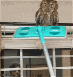 Owl On A Glass Cleaner
