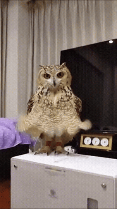 Owl On White Box Facing Flat Screen TV GIF