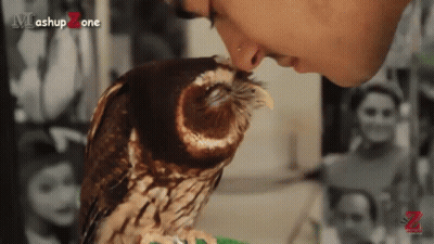 Owl Painting With Red Arrow Pointing Right GIF