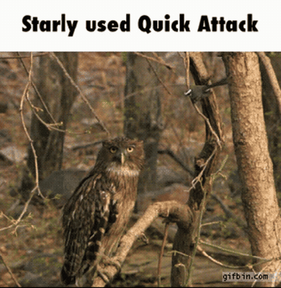 Owl Perched On Branch Saying Starly Used Quick Attack GIF