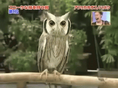 Owl Perched On Branch With Chinese Writing GIF