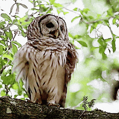 Owl Perched On Branch With Wings Outstretched GIF