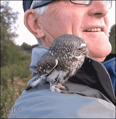 Owl Perched On Man's Shoulder With 4Gifs.com Watermark GIF