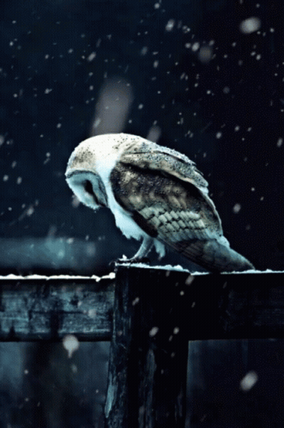 Owl Perched On Wooden Fence In Snow GIF
