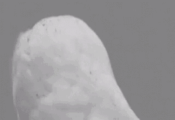 Owl Pet Stunned Eyes GIF