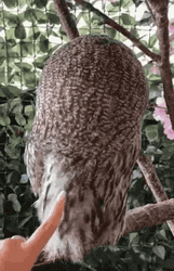 Owl Rotate It's Head GIF
