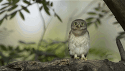 Owl Rotating Head
