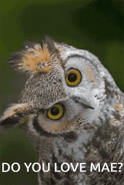 Owl Saying Do You Love Mae GIF
