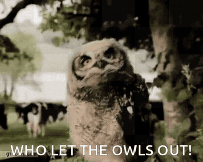 Owl Saying Who Let The Owls Out GIF