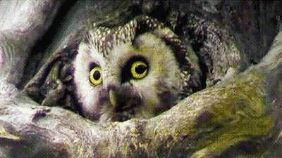 Owl Sitting In Tree Looking Out Of Hole GIF