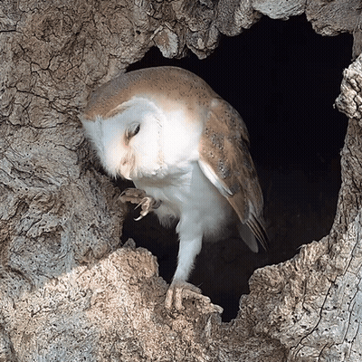 Owl Sitting In Tree Trunk Hole GIF