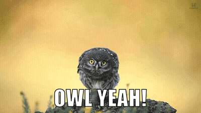 Owl Sitting On Rock Saying Owl Yeah GIF