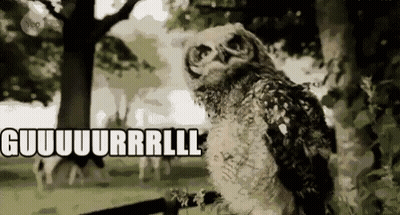 Owl Sitting On Table Eyes Closed Looking At Camera GIF