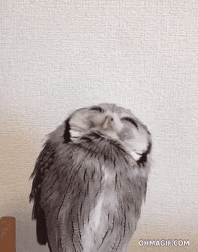 Owl Sitting On Table With Eyes Closed GIF