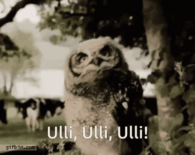 Owl Standing In Field With Sign Saying Guuuurrrll GIF