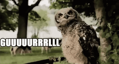 Owl Standing In Field With Sign Saying Guuuurrrll GIF