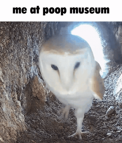 Owl Standing In Hole At Poop Museum GIF