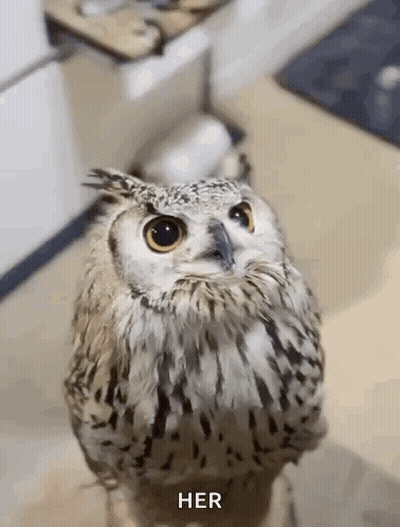 Owl Standing On Foot GIF