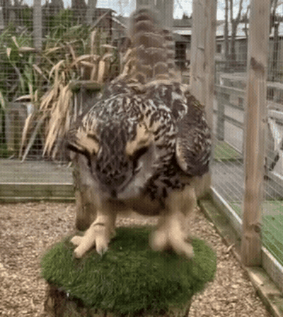 Owl Standing On Mossy Stump In Cage GIF
